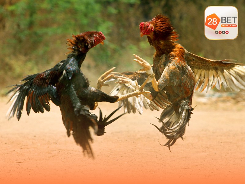 Đá gà 28BET – Kịch tính từng trận đấu